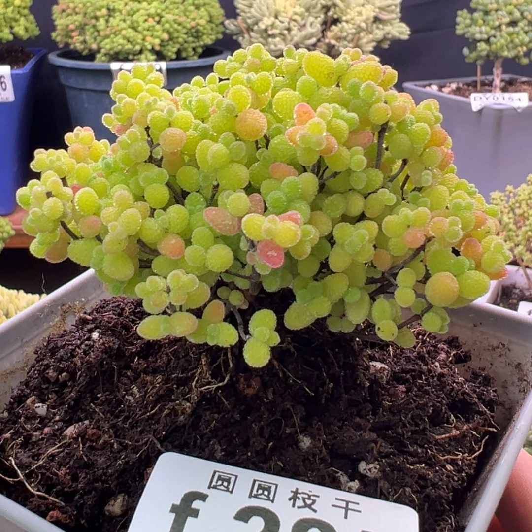 285橘子糖一物一拍