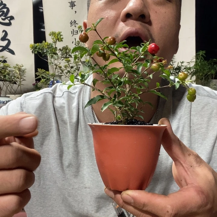 无花朵退款拉黑拉黑20