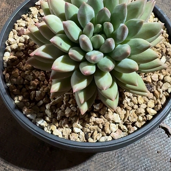 路***…漫漫多肉植物一颗