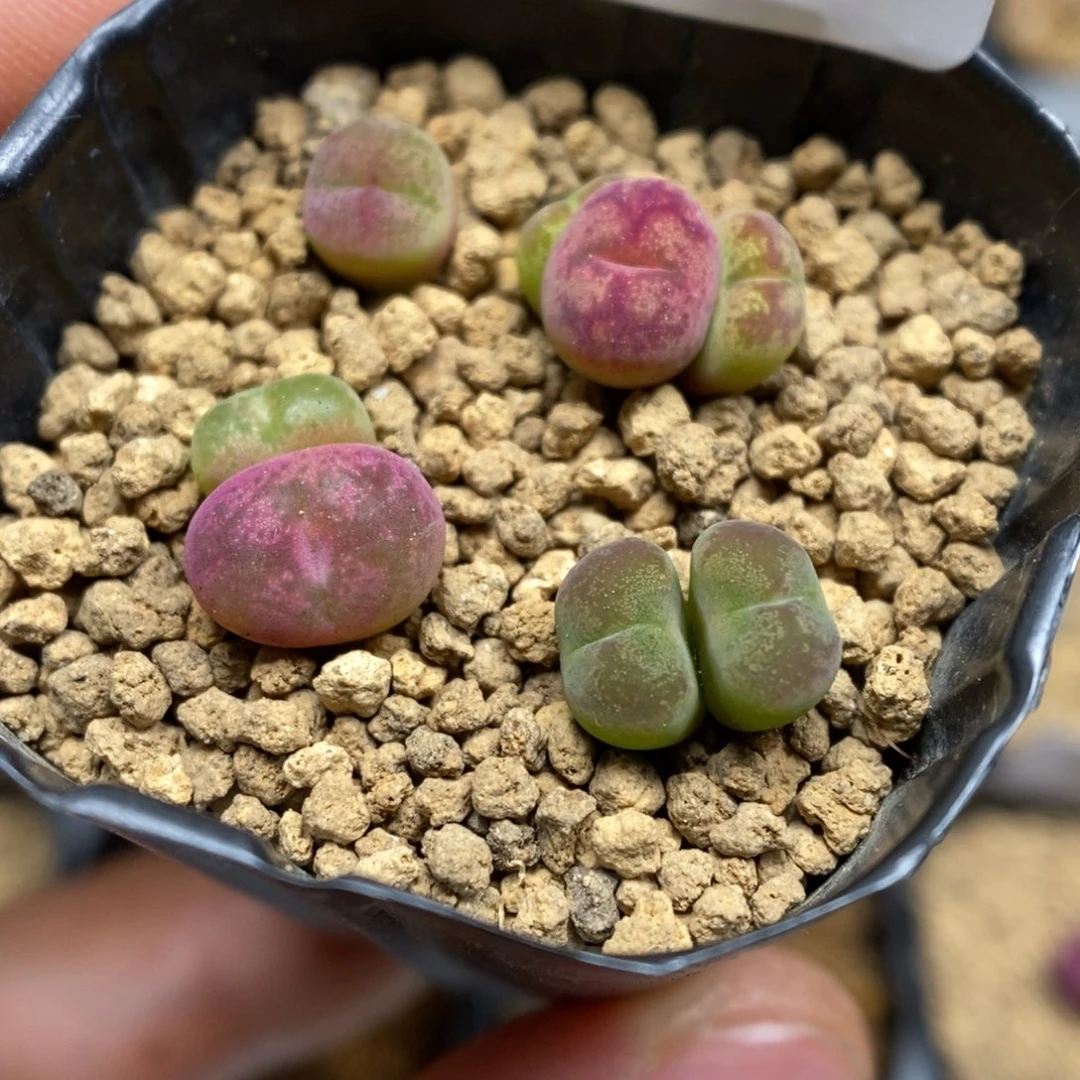 多肉植物肉锥杂交K-526