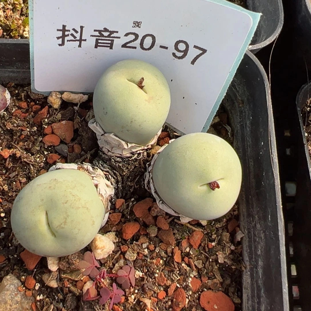 20-97红嘴多肉植物，