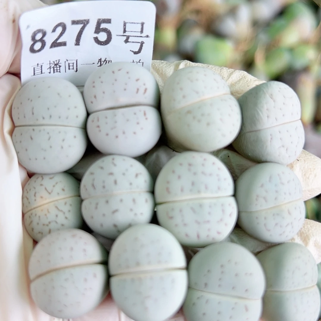 8275 好养易活生石花大母本12个