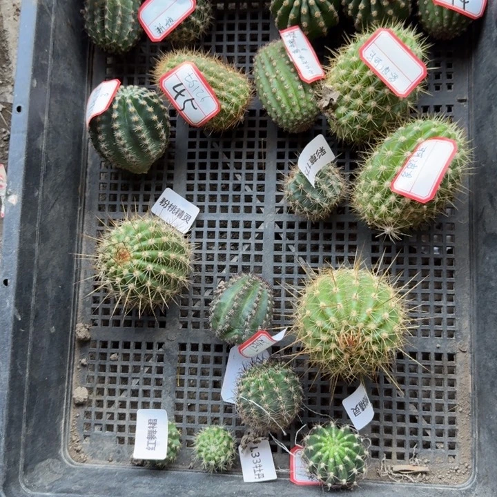 404混品种任意2个无根侧牙2公分左右，20包邮