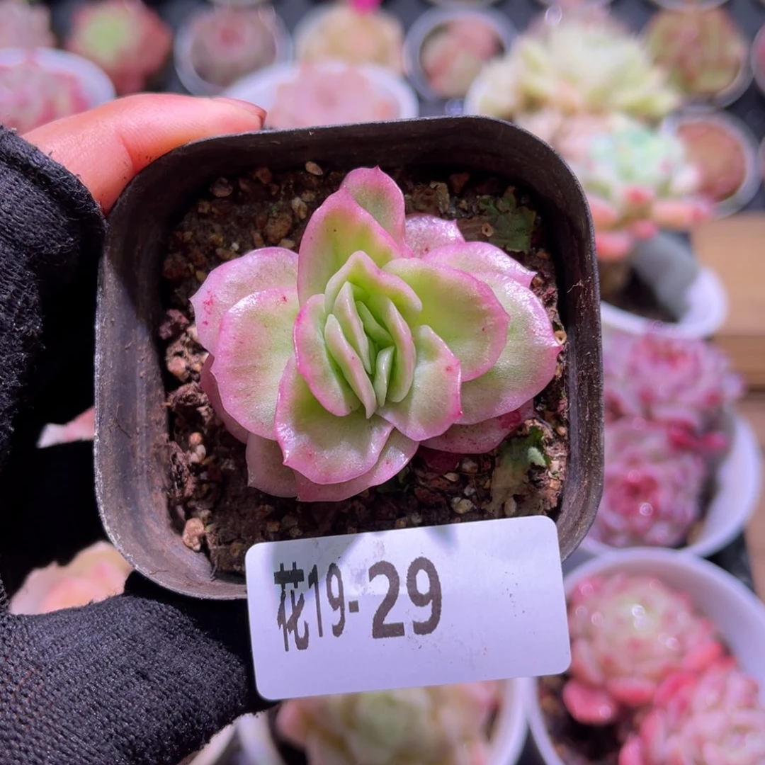 花 19-29冰玫瑰锦单头