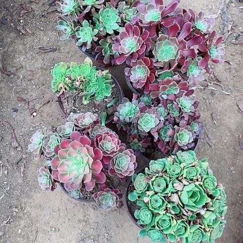 2***86棵组合套餐法师植物14号