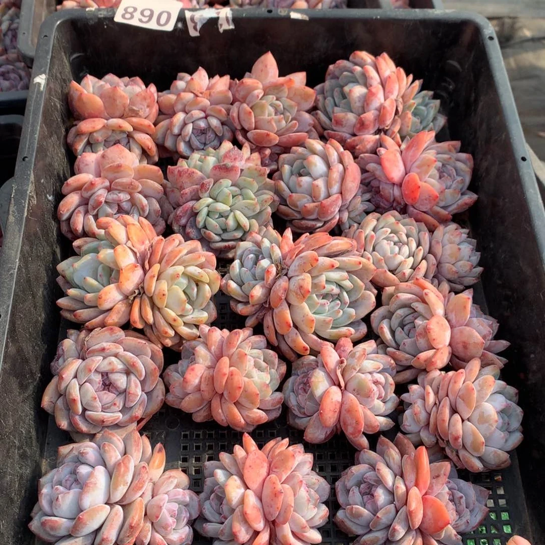 068橙子多肉植物组合