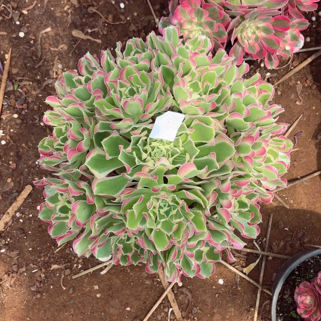 云南雨花石好看304号