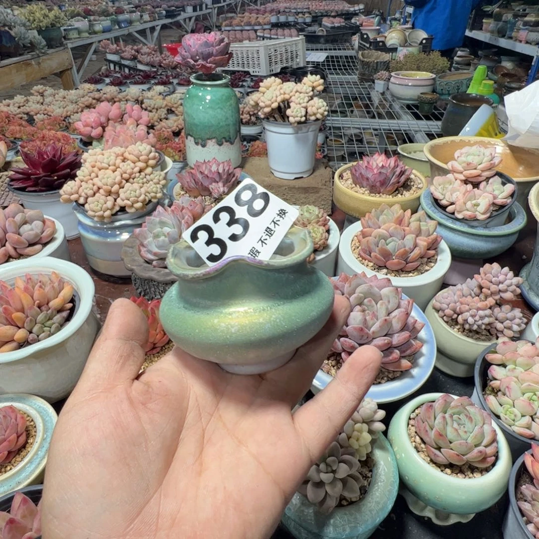 花盆满50包邮发货 内口6