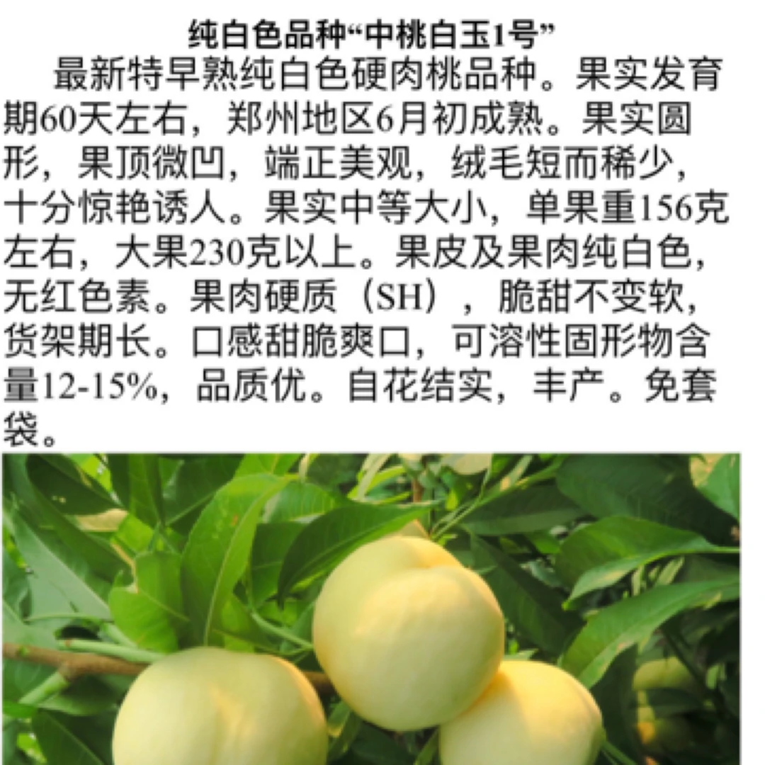 中桃白玉1号，优质品种，12月份开始发苗