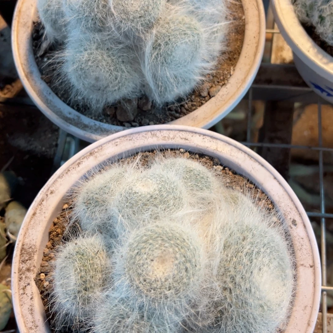 雪猿玉翁随机一颗