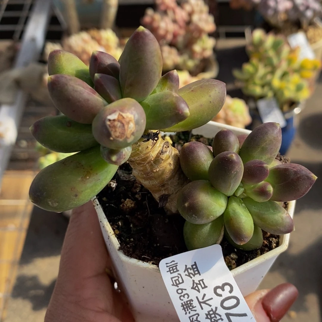 肥炸香蕉树703/6cm有伤特