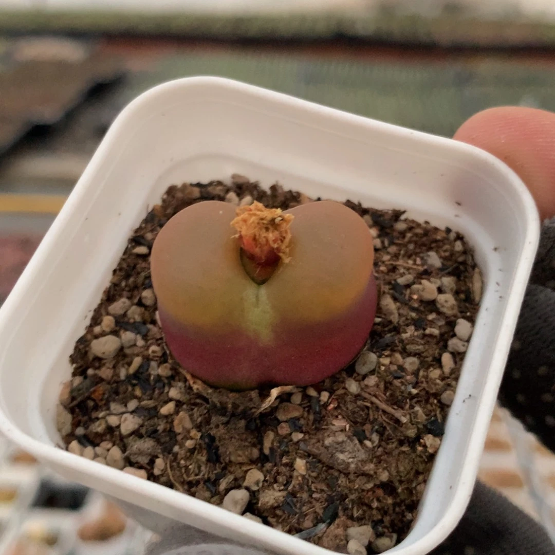 426蟠桃母本一颗