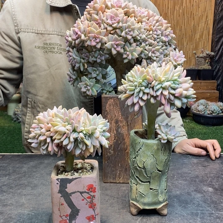 v***笑71号拉拉奶多肉植物