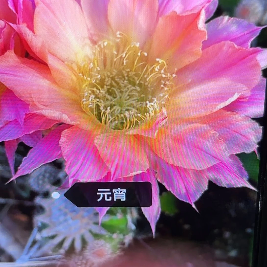 元宵彩无根侧牙20包邮2