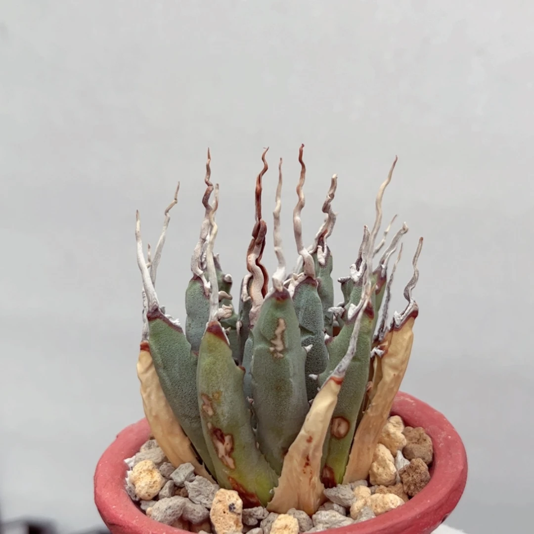 【闪购商品】搬11111111