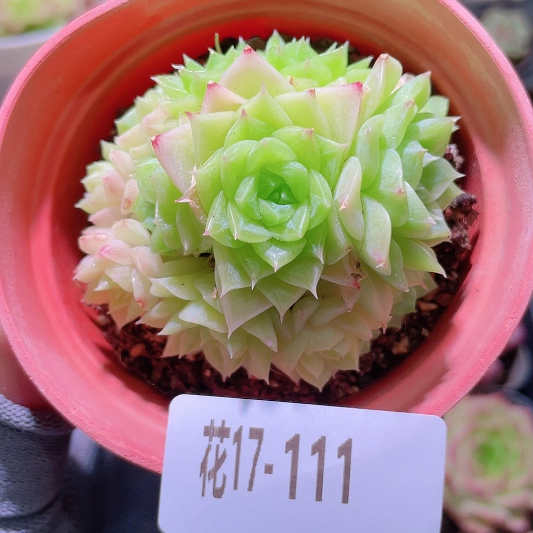 花利美17-111麦秆群