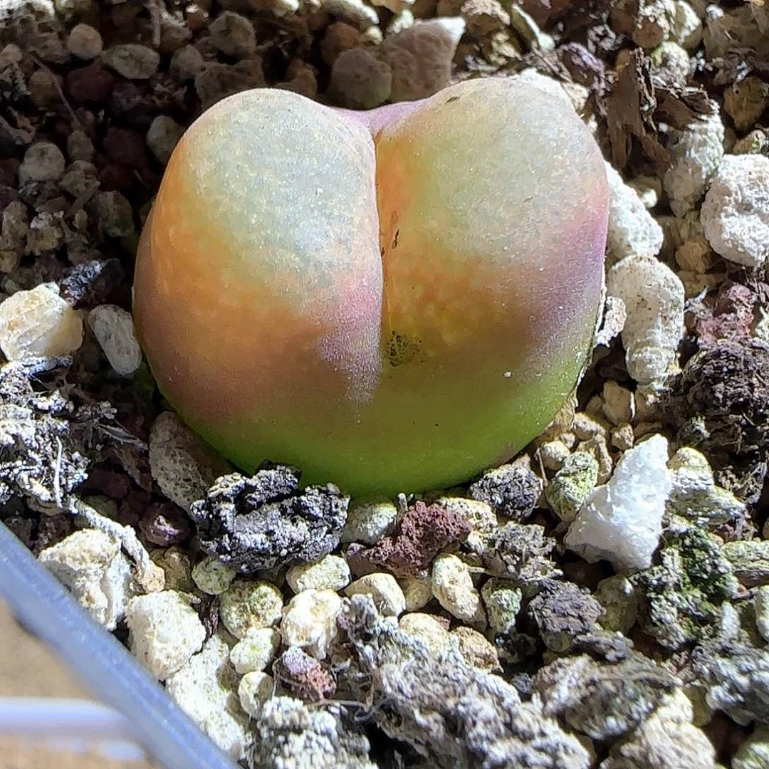 琳***宝哈哈哈哈哈哈哈哈哈哈哈53793