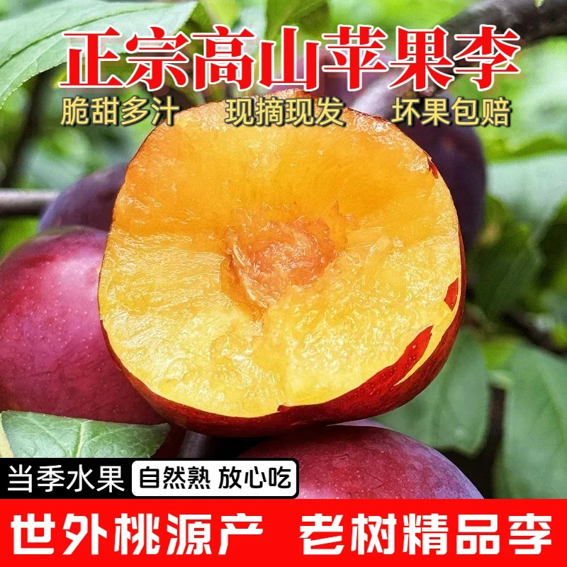 正宗高山苹果李黄心李子现摘现发应季水果脆甜多汁孕妇维C
