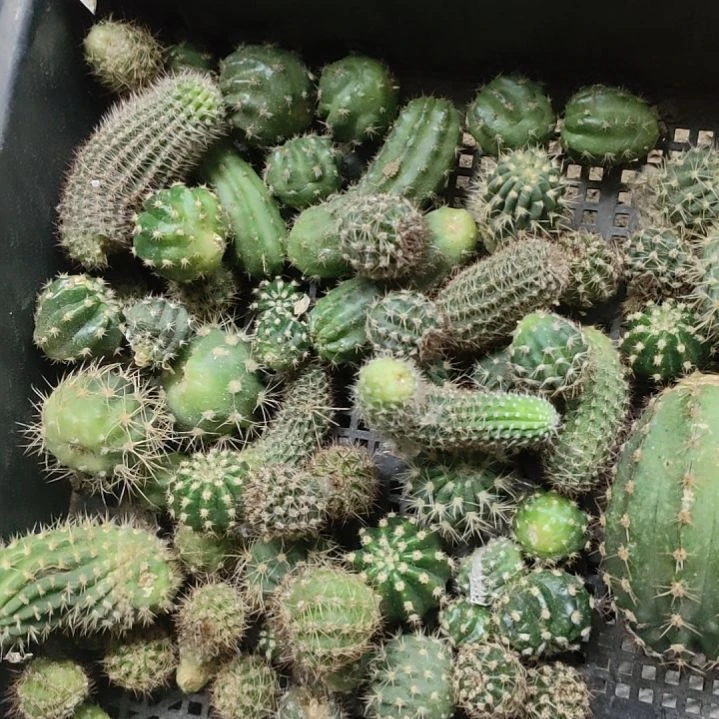 仙人球彩草丽花混合小侧芽三十个左右