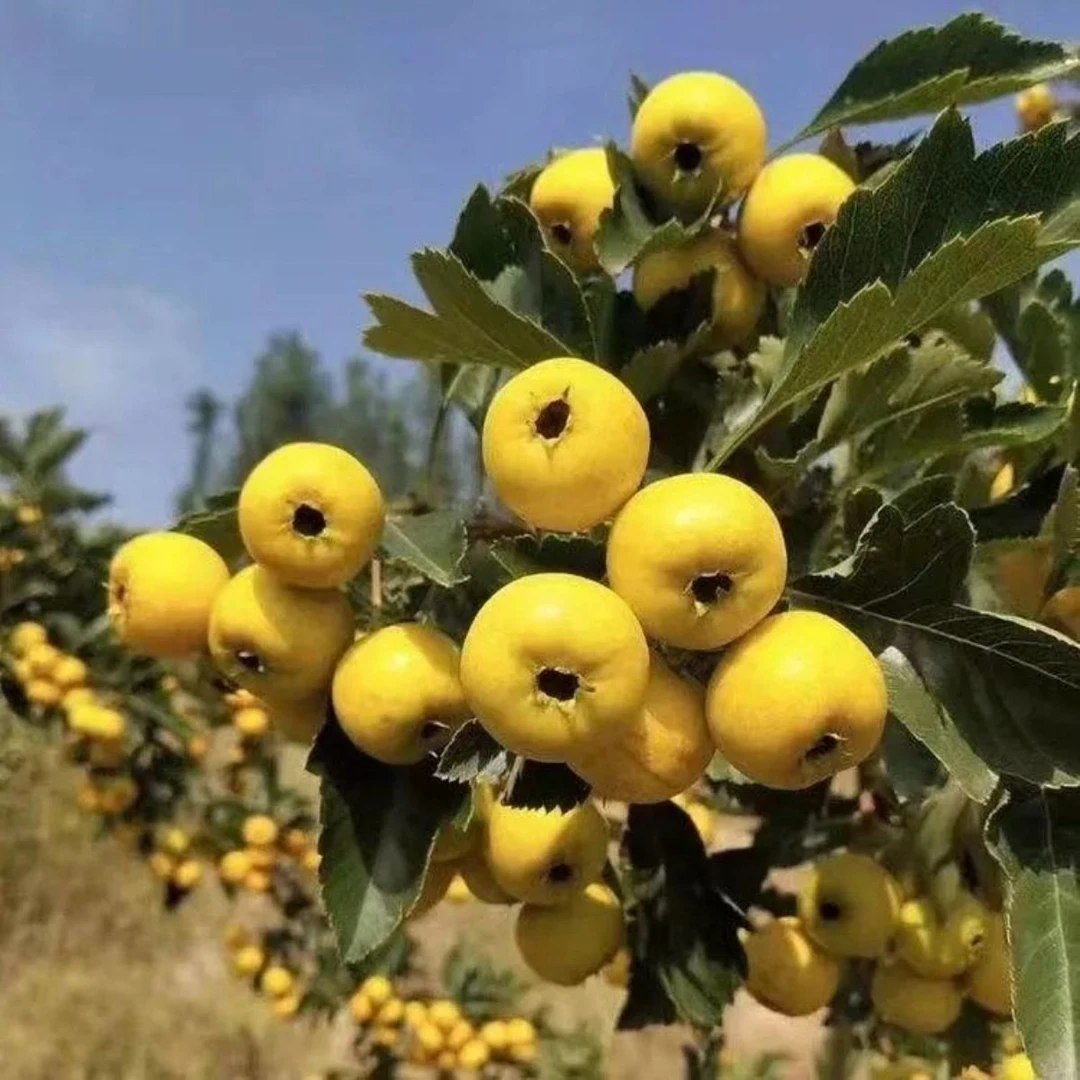 山楂树苗盆栽地栽