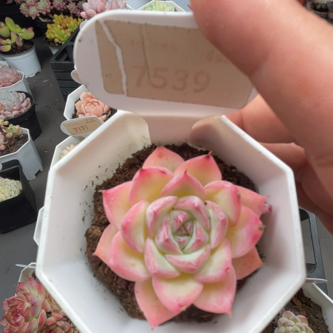 水晶玫瑰 4.5厘米