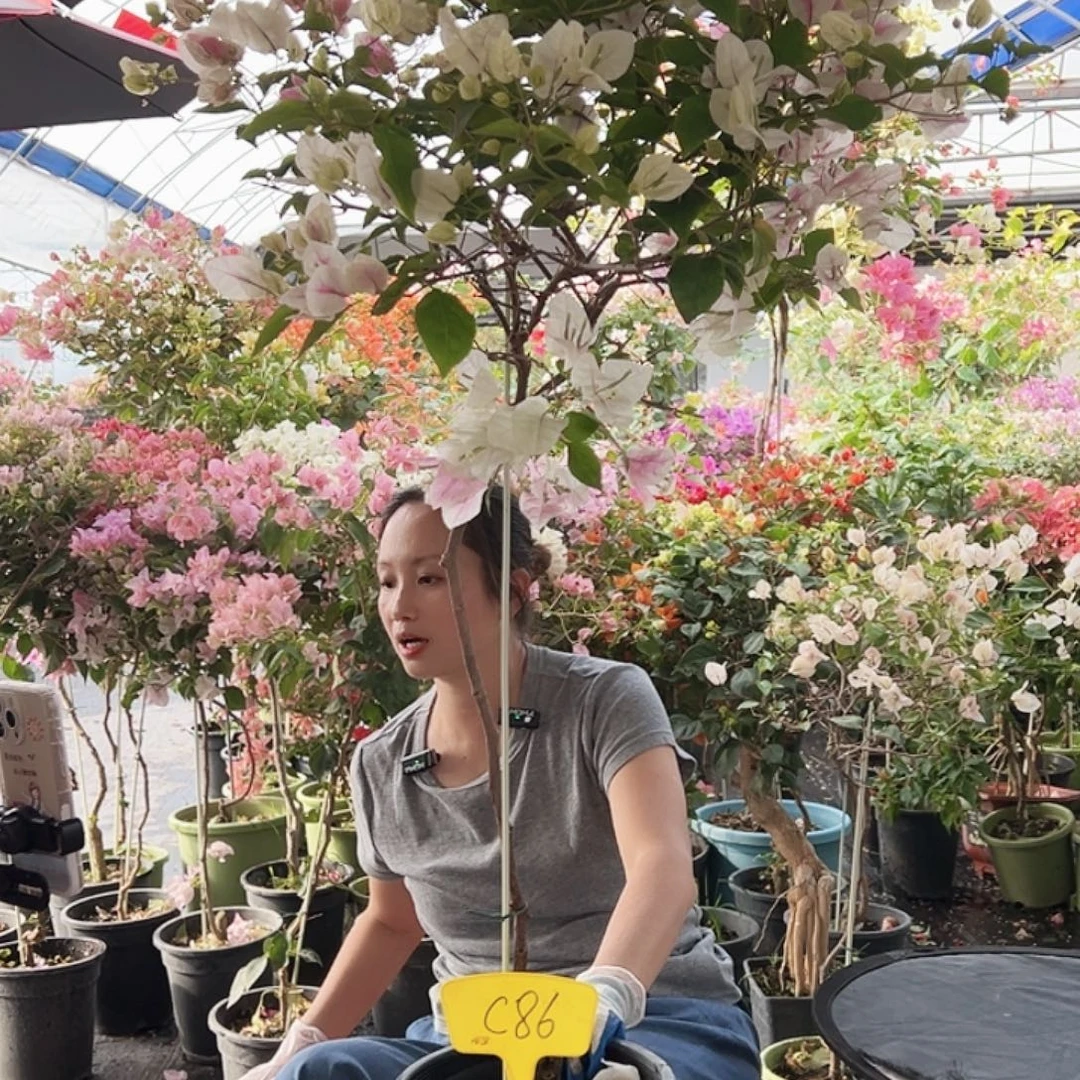 u***0大部分花苞少量开放C86广红樱