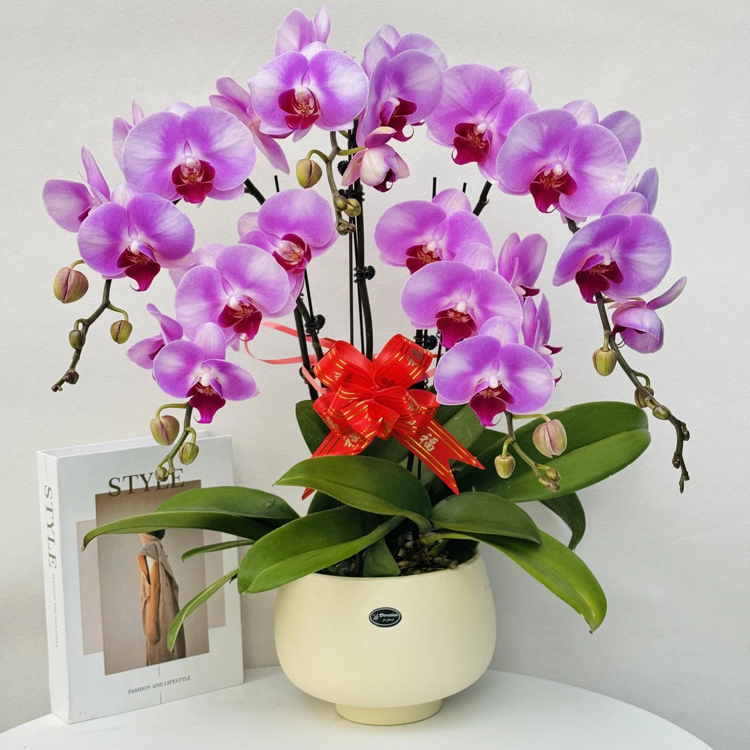 蝴蝶兰【戴安娜】高档大气如同美少女 花瓣大 好养耐养 美少女3-5