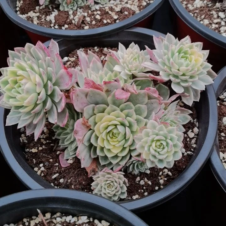 沙漠玫瑰白覆轮锦群刚长毛根