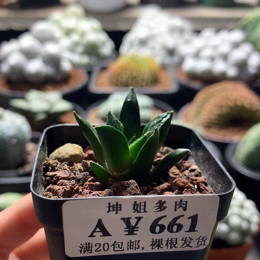 661实生岩牡丹 。
