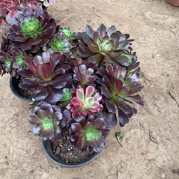 178多肉植物瑕疵特价，