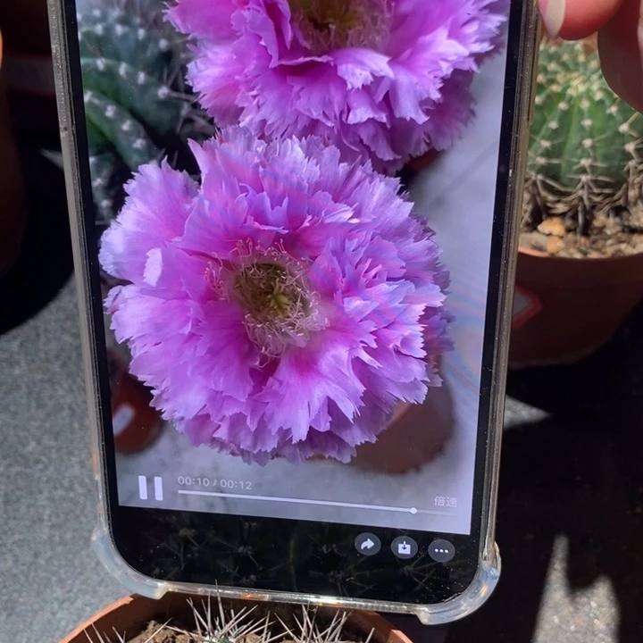 彩草3号7公分左右