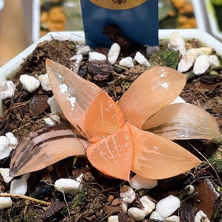 665酒吞錦一物一拍