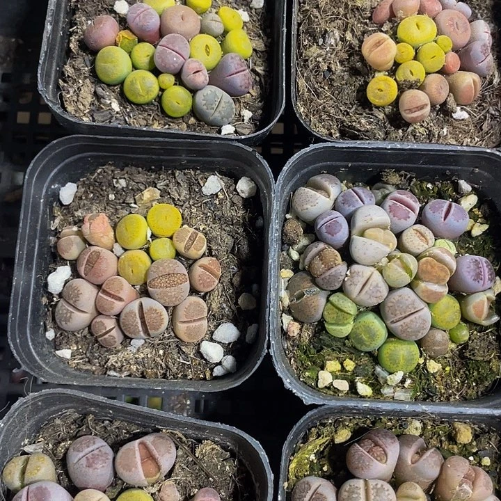 6.5方生石花带盆土