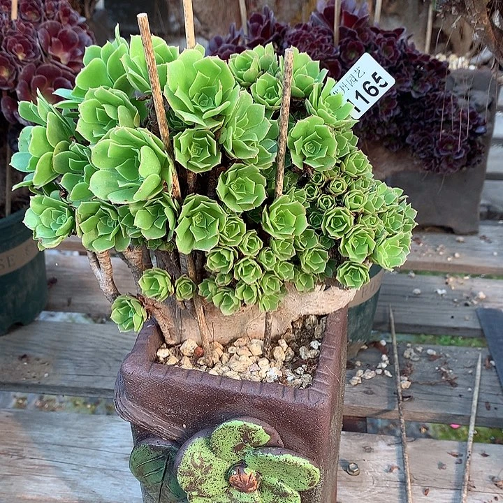 1165绿杨蓉朵朵一颗