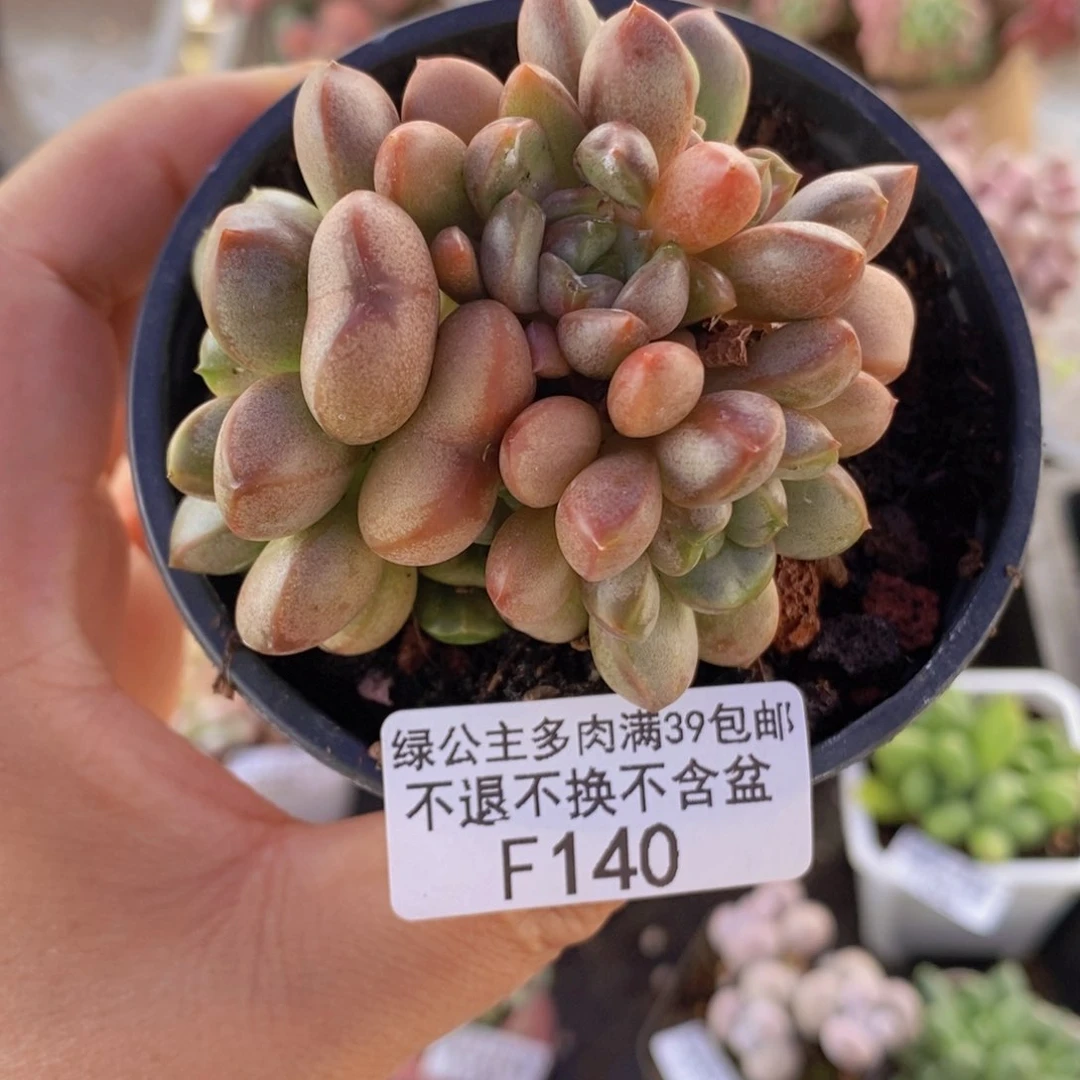 葡萄6cm140多肉植物