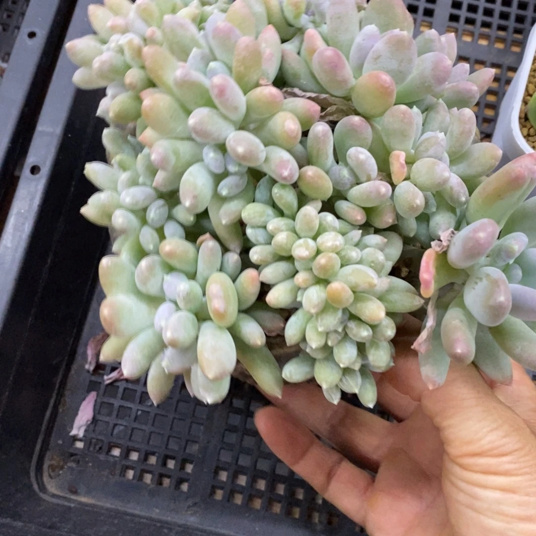 精品多肉一物一拍不包整293
