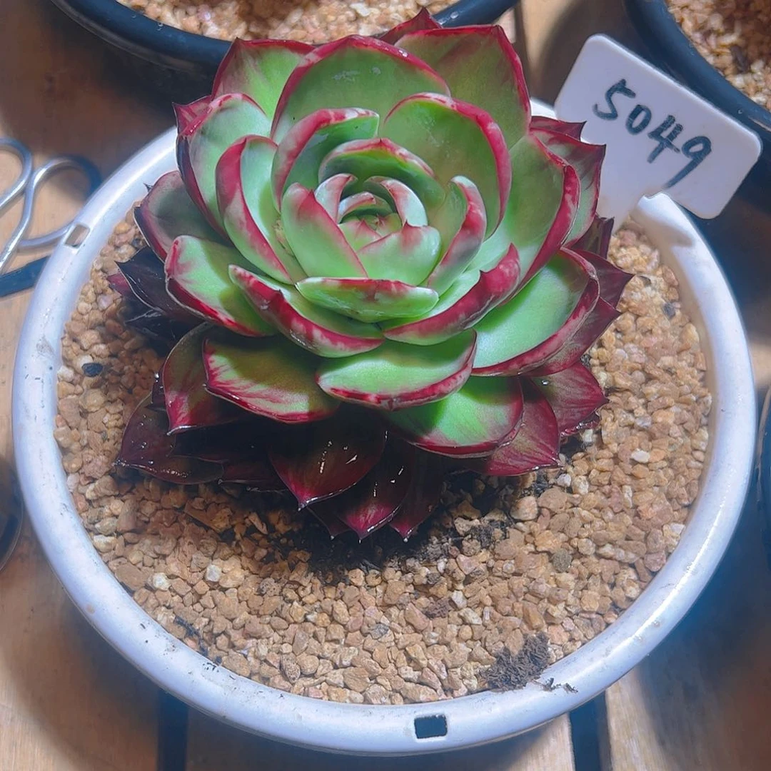 以*惊鸿仙子一物一拍5049号