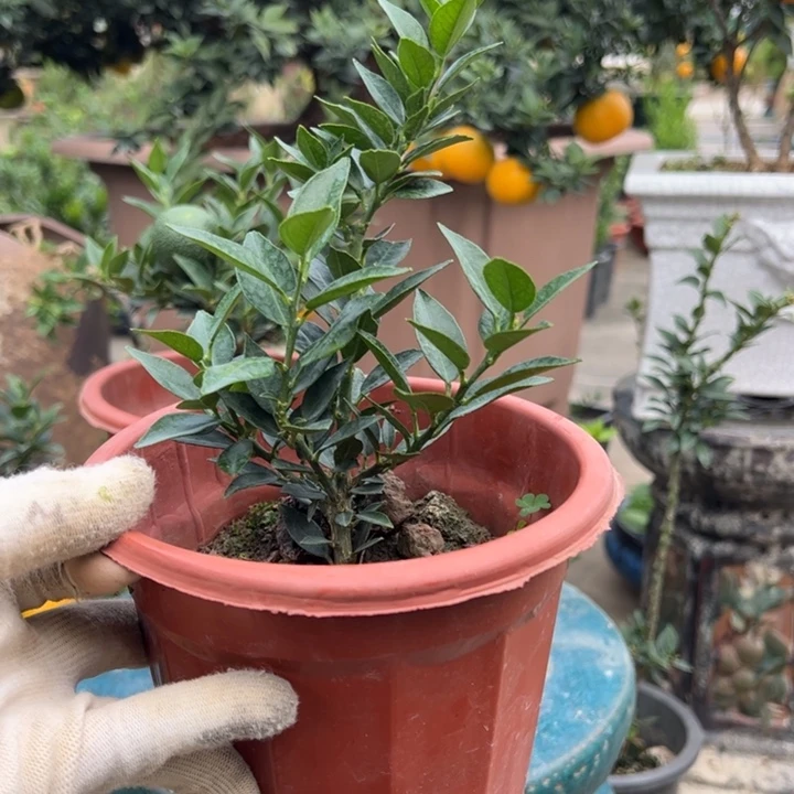 无花朵八房柑盆景绿植园艺