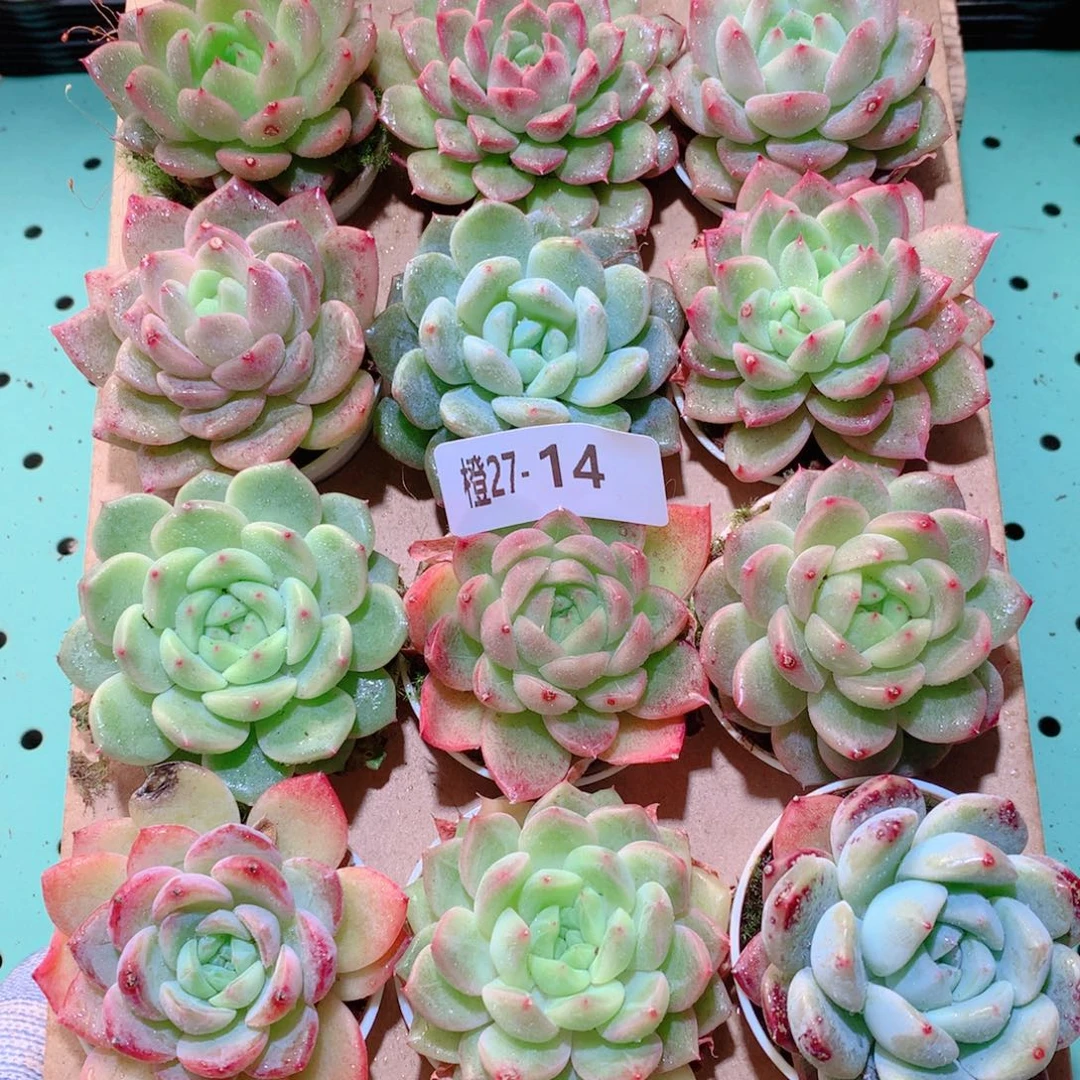 27-14一物一拍多肉带盆18颗