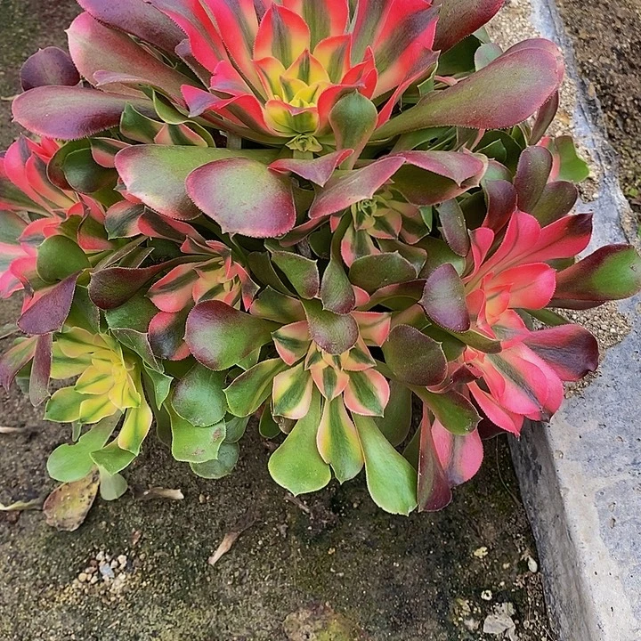 多肉植物香妃202多肉