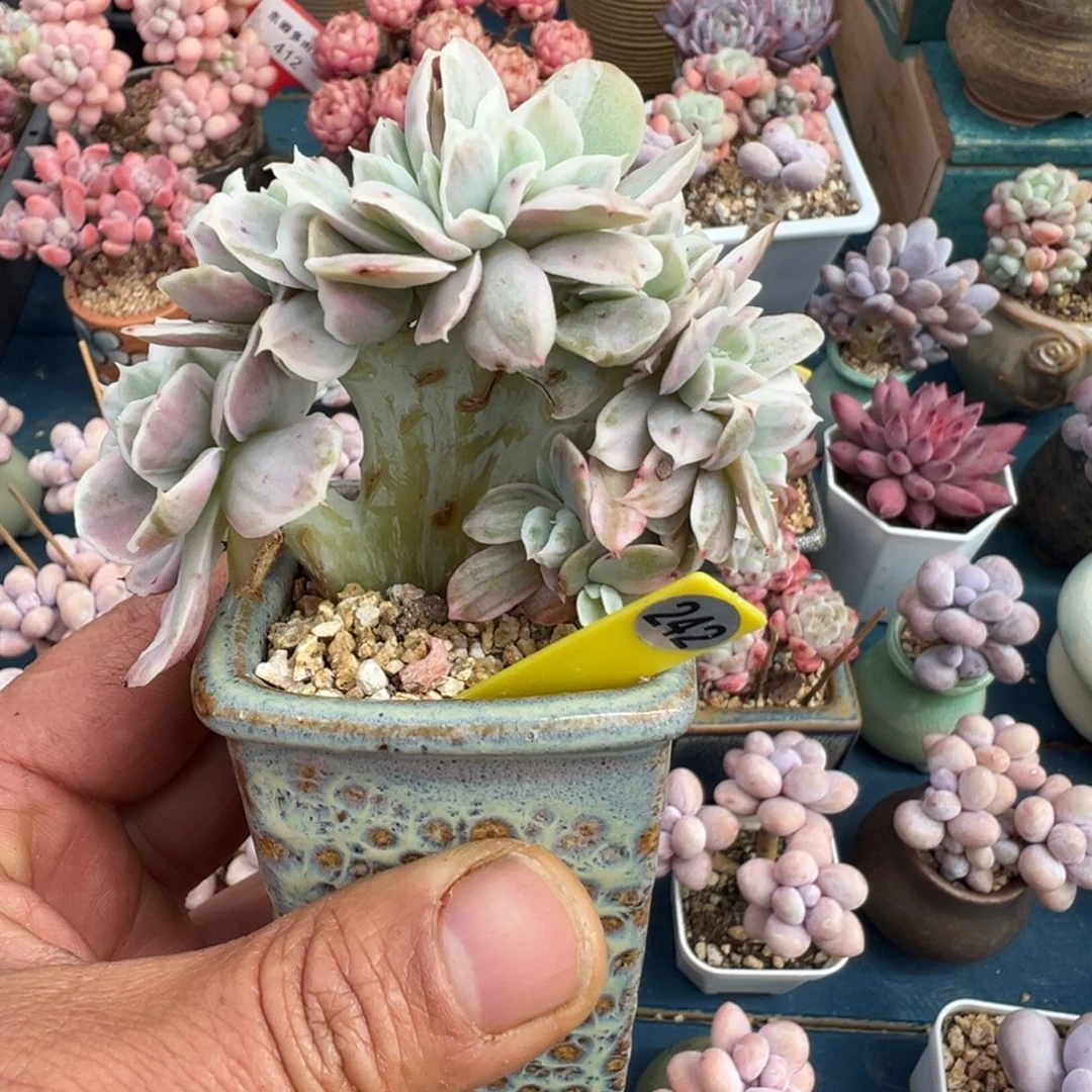 242号伯克利锦杂带盆土发货