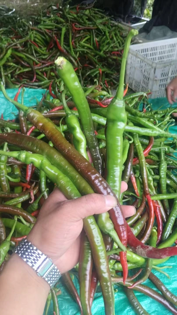 湖南湘西农家新鲜现摘薄皮软皮露天辣椒(紫红)