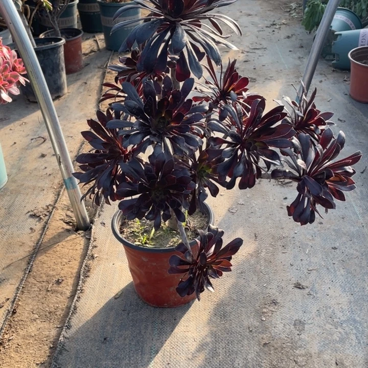 87墨法师多肉多肉植物多肉植物