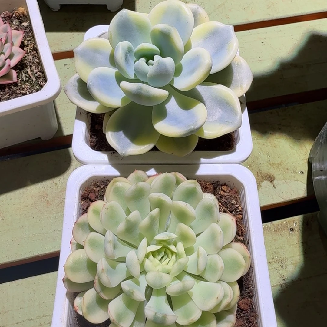 望舒锦➕梦幻玫瑰超白锦一共两颗