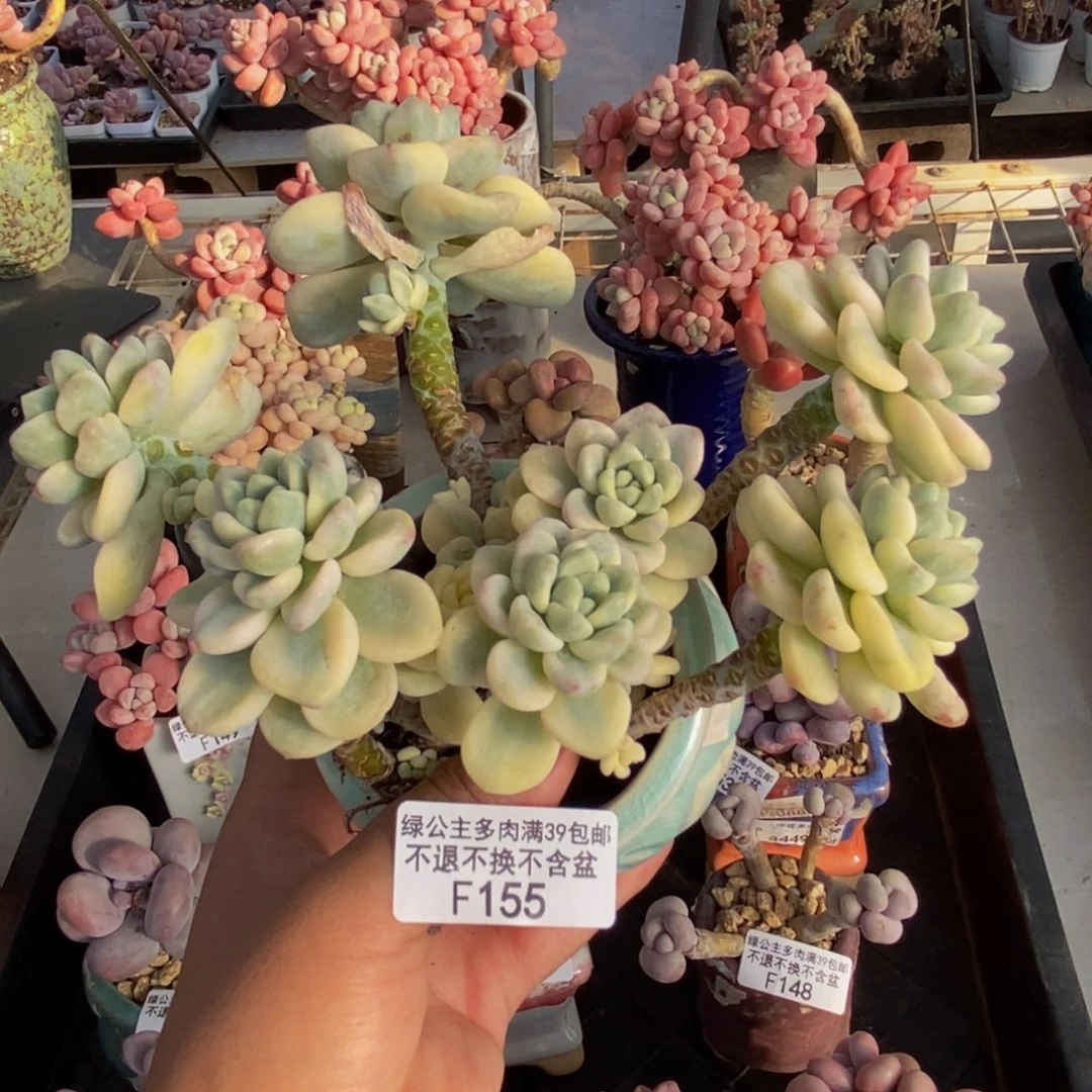155劳尔锦多肉有断枝特价