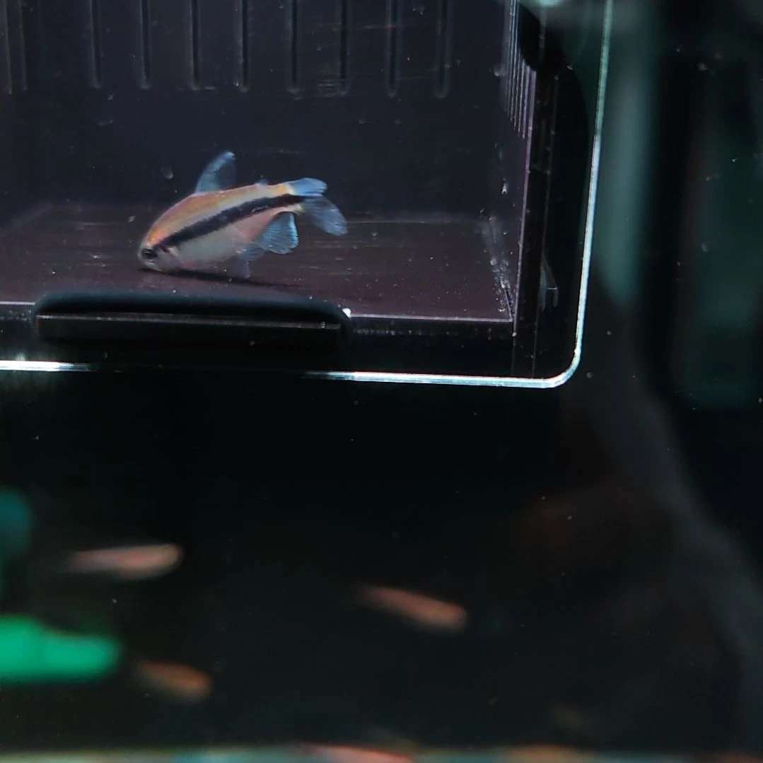 灯科鱼蓝帝一型灯鱼