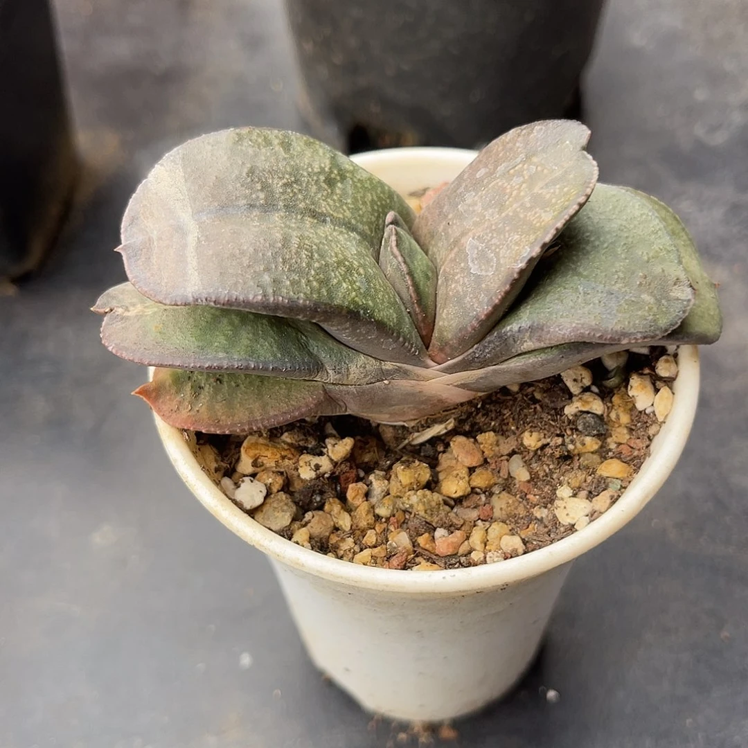 卧牛一物一拍下单包邮