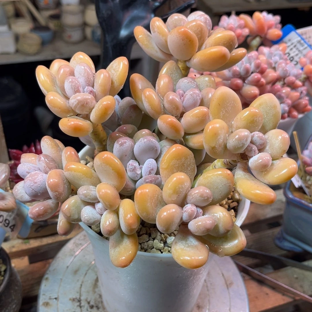 蛋黄奶多肉植物funvjinm