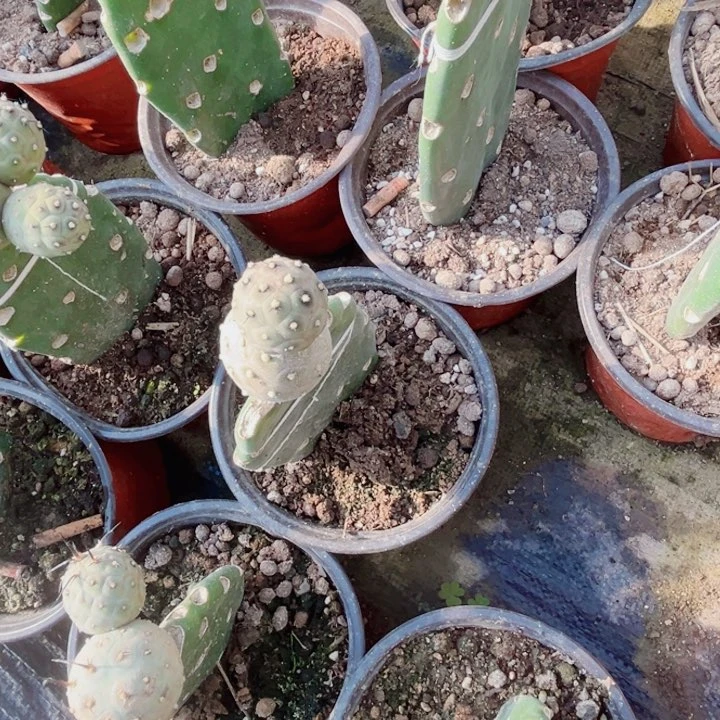 无刺习志野仙人球嫁接代侧芽