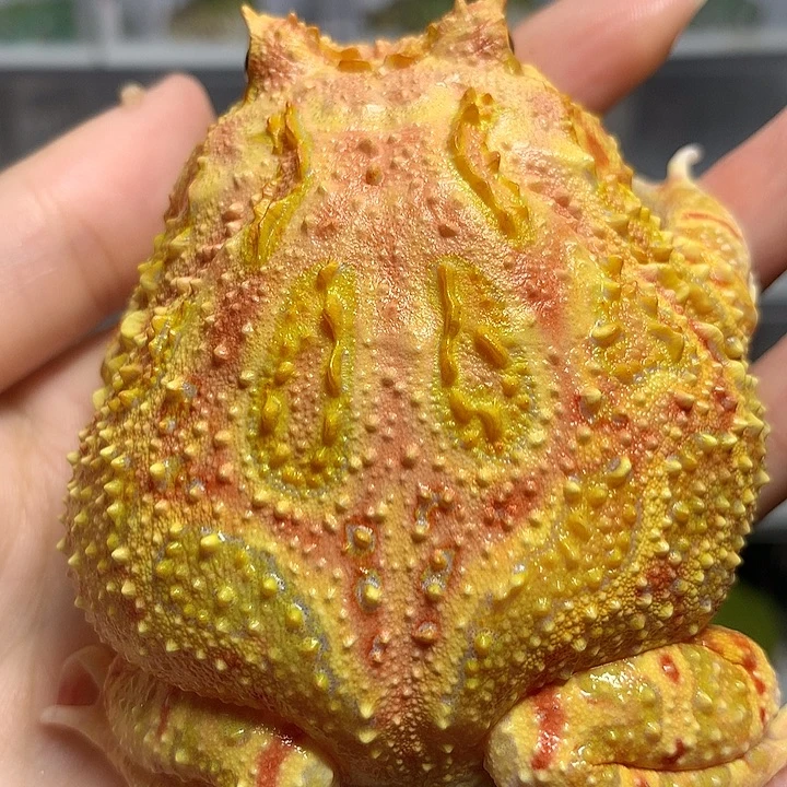 角蛙2454大草莓微瑕疵 8厘米 母